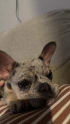 Reunited Female Dog last seen Tavola, New Caney, TX 77357