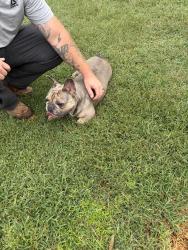 Reunited Male Dog last seen Kay Avenue, Chesapeake, VA 23324