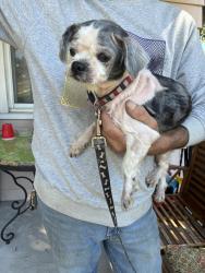 Reunited Female Dog last seen Rockne and Shelly, Yonkers, NY 10701