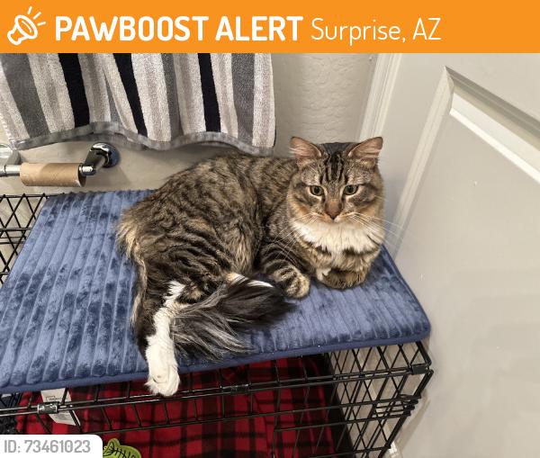 Found/Stray Male Cat last seen Mountain view blvd, Surprise, AZ 85374