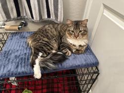 Found/Stray Male Cat last seen Mountain view blvd, Surprise, AZ 85374