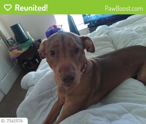 Reunited Female Dog last seen Dead River Rd, Tavares, FL 32778