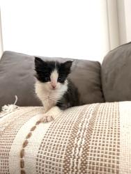 Shelter Stray Male Cat last seen Near W 2200 N, Layton, UT 84041, USA, 1422 E 600 N, Fruit Heights, UT 84037, USA