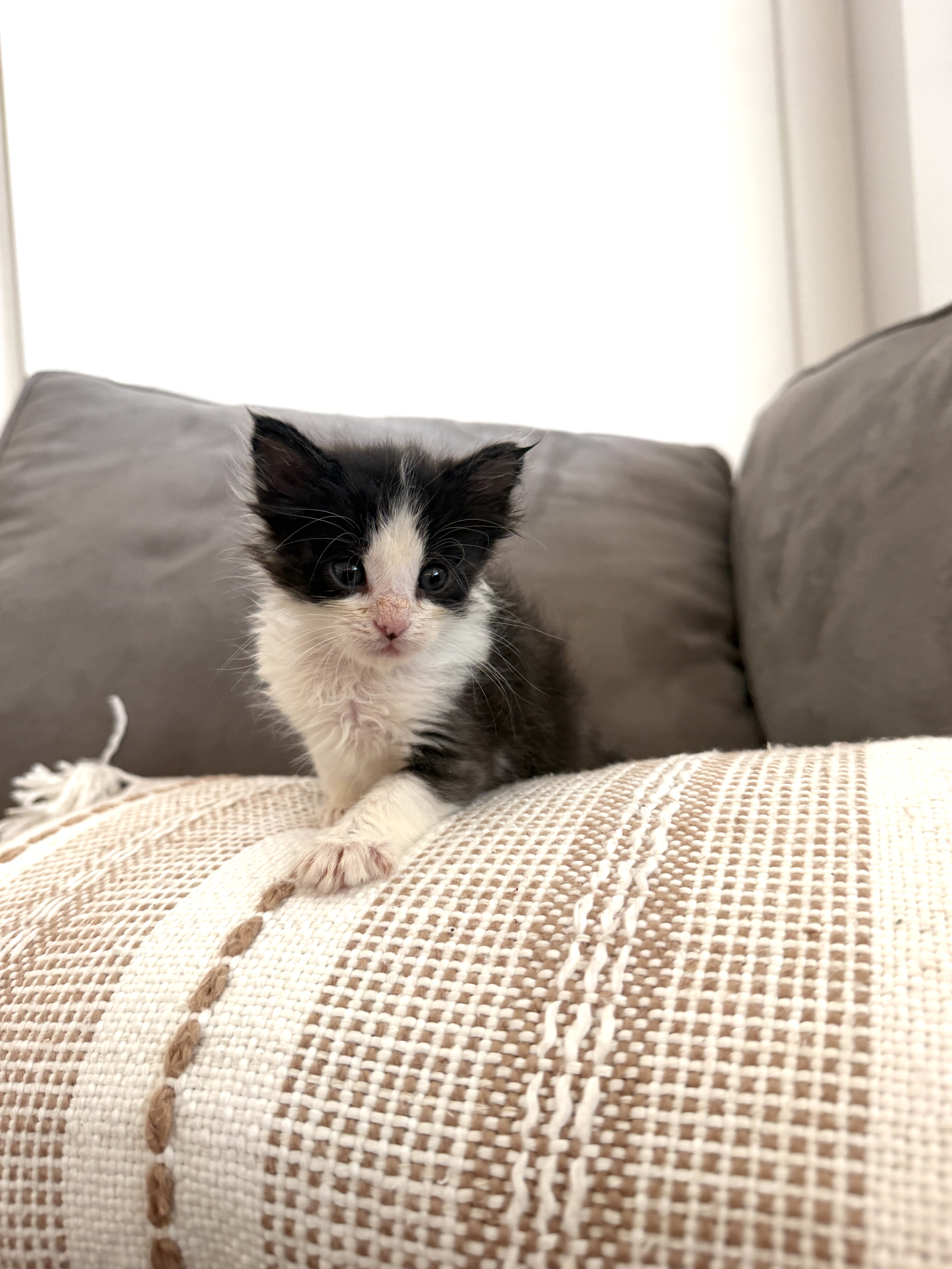 Shelter Stray Male Cat last seen Near W 2200 N, Layton, UT 84041, USA, 1422 E 600 N, Fruit Heights, UT 84037, USA