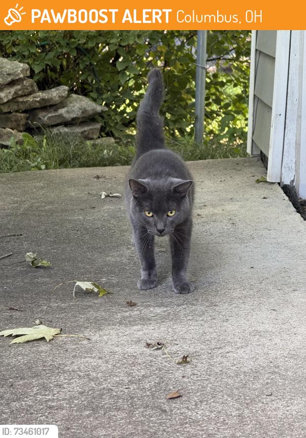 Found/Stray Male Cat last seen Park, Kanard Ave, and Pasadena Ave, Columbus, OH 43228