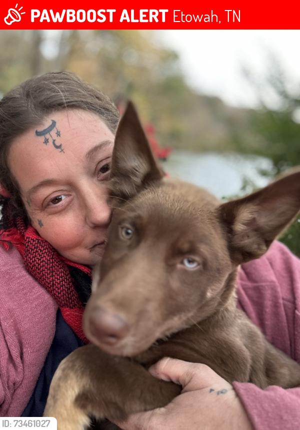 Lost Male Dog last seen Hwy411, Etowah, TN 37331