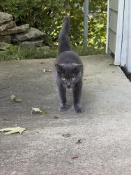 Found/Stray Male Cat last seen Park, Kanard Ave, and Pasadena Ave, Columbus, OH 43228