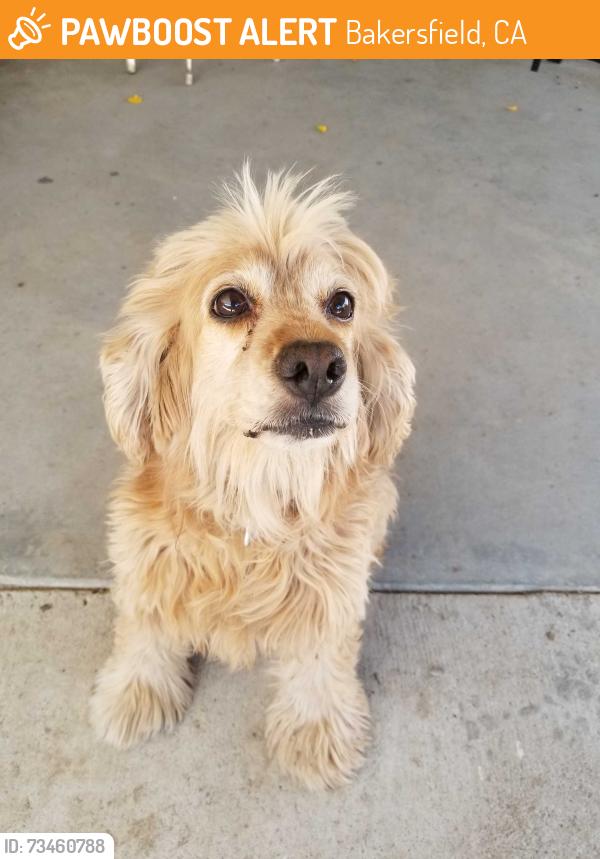 Found/Stray Female Dog last seen Leon H. Ollivier Middle School, Bakersfield, CA 93307