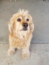 Found/Stray Female Dog last seen Leon H. Ollivier Middle School, Bakersfield, CA 93307
