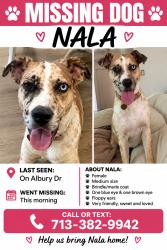 Reunited Female Dog last seen Albury Dr, Houston, TX, USA, Houston, TX 77096