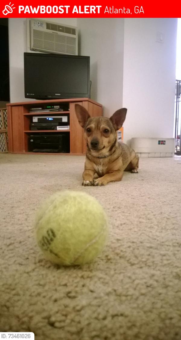 Lost Female Dog last seen Near lakewood terrace se, atlanta, ga 30315, Atlanta, GA 30315