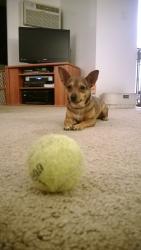 Lost Female Dog last seen Near lakewood terrace se, atlanta, ga 30315, Atlanta, GA 30315