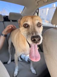 Reunited Female Dog last seen Near Cass St, San Diego, CA 92109, USA, San Diego, CA 92109