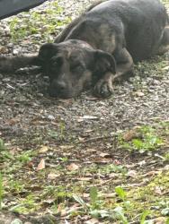 Found/Stray Male Dog last seen School Street, Enoree, SC 29335