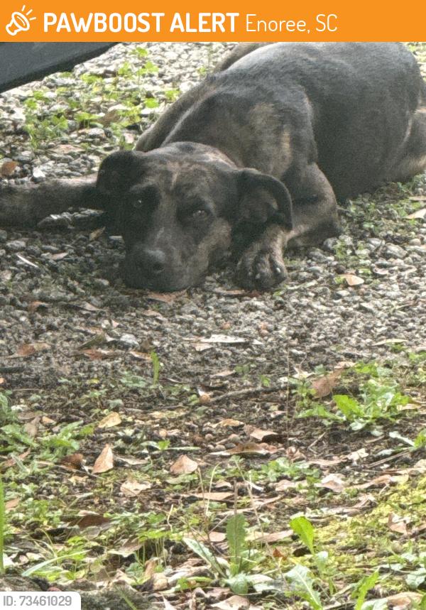 Found/Stray Male Dog last seen School Street, Enoree, SC 29335
