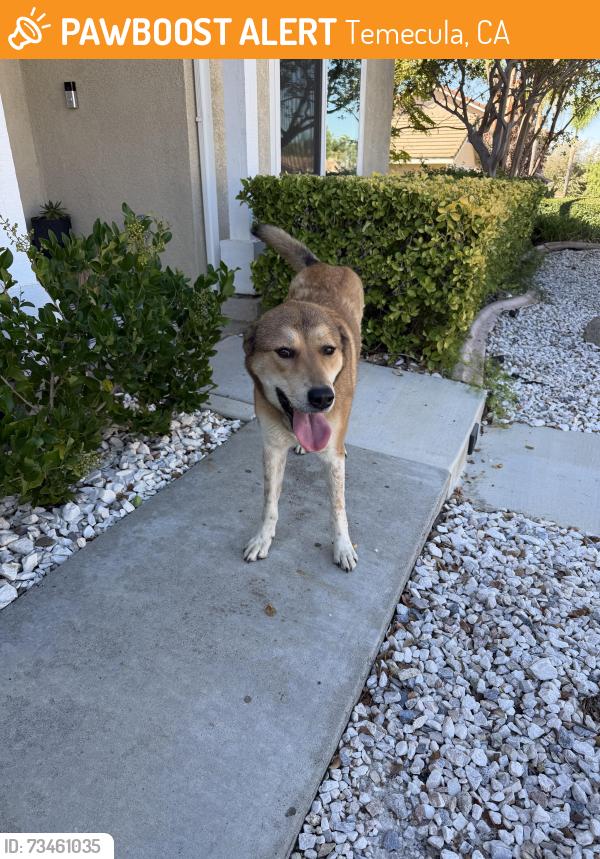 Found/Stray Female Dog last seen Via Alvaro, Temecula, CA 92592
