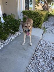Found/Stray Female Dog last seen Via Alvaro, Temecula, CA 92592