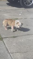 Found/Stray Male Dog last seen Bancroft & 106th Ave Oakland, Ca, Oakland, CA 94603