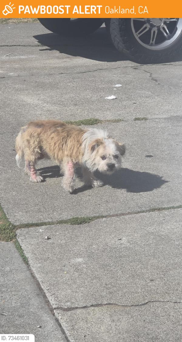 Found/Stray Male Dog last seen Bancroft & 106th Ave Oakland, Ca, Oakland, CA 94603
