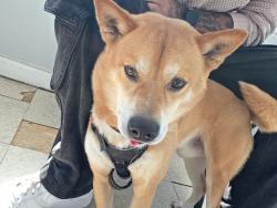 Found/Stray Male Dog last seen Standish Ave, West Orange, NJ 07052