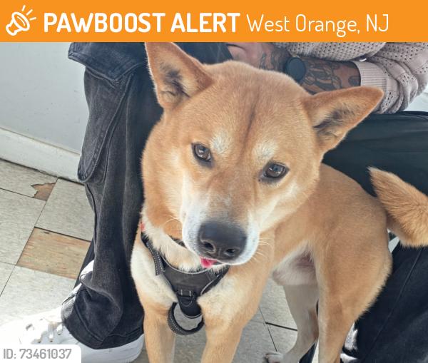 Found/Stray Male Dog last seen Standish Ave, West Orange, NJ 07052