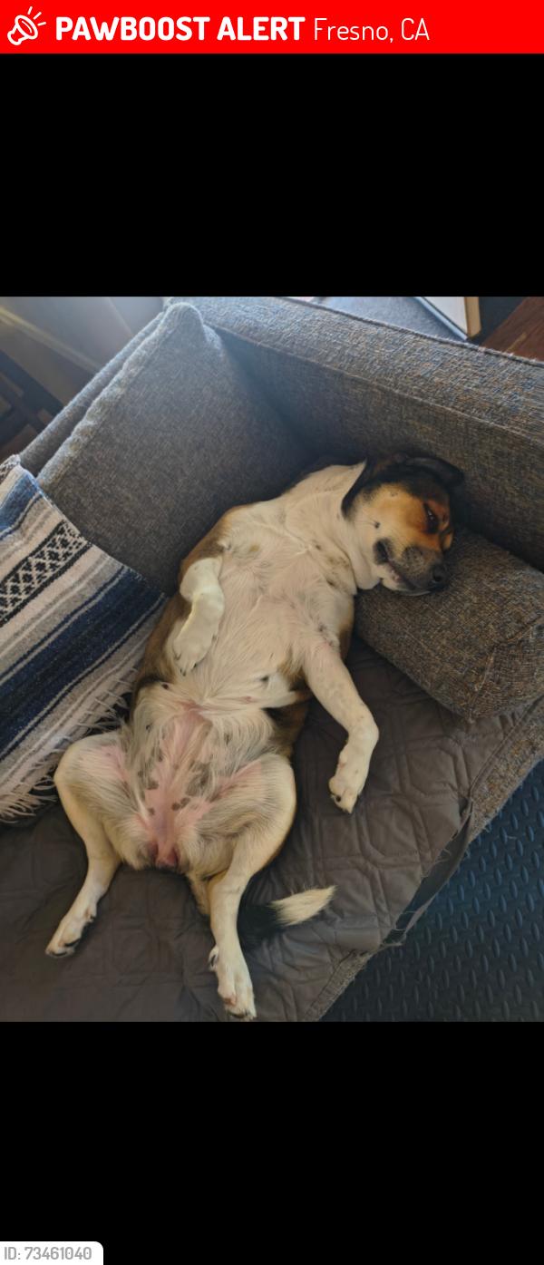 Lost Female Dog last seen Maple and copper, Fresno, CA 93730