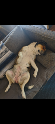 Lost Female Dog last seen Maple and copper, Fresno, CA 93730