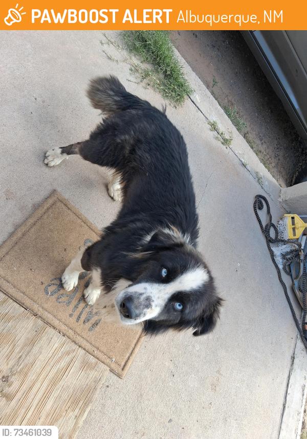 Found/Stray Male Dog last seen Broadway @ Gibson, Albuquerque, NM 87102