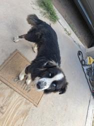 Found/Stray Male Dog last seen Broadway @ Gibson, Albuquerque, NM 87102