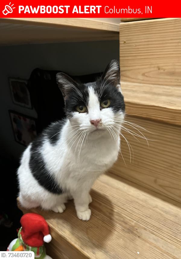 Lost Female Cat last seen Park Ave, Columbus, IN 47201