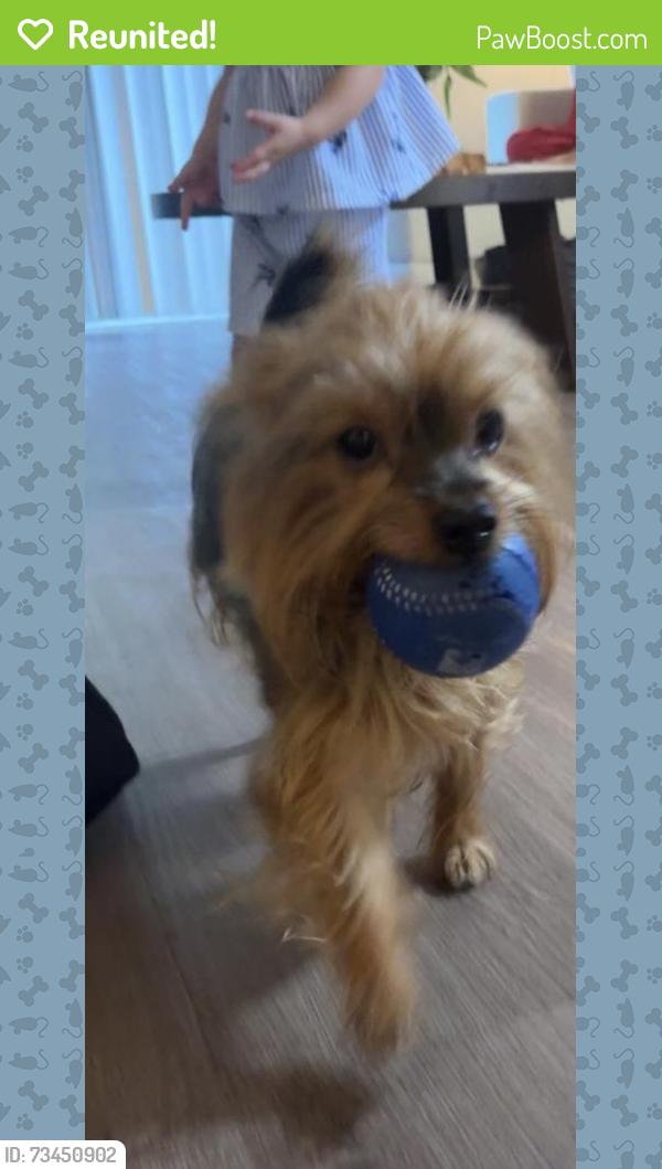 Reunited Male Dog last seen Near thomasville circle, tampa fl, Tampa, FL 33617