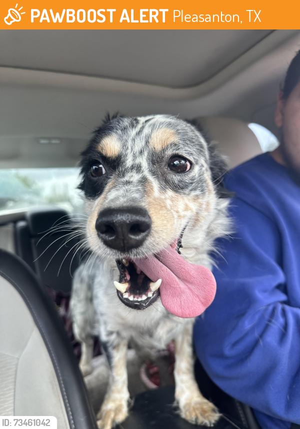 Found/Stray Male Dog last seen 3rd street, Pleasanton, TX 78064
