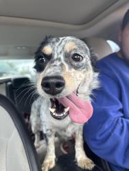 Found/Stray Male Dog last seen 3rd street, Pleasanton, TX 78064
