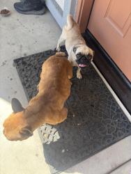 Found/Stray Female Dog last seen Ferguson, Visalia, CA 93291