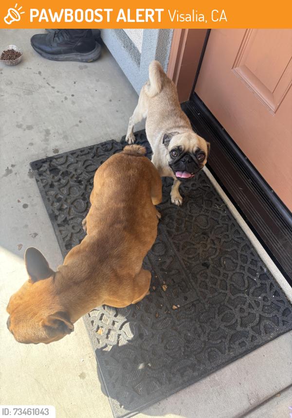 Found/Stray Female Dog last seen Ferguson, Visalia, CA 93291