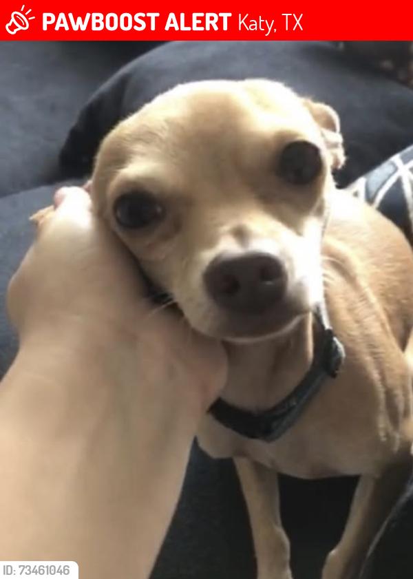 Lost Male Dog last seen East Avenue and Franz rd, Katy, TX 77493