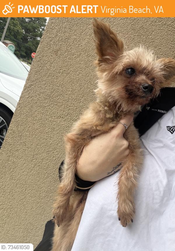Found/Stray Male Dog last seen Reon, Virginia Beach, VA 23464