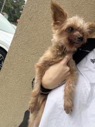 Found/Stray Male Dog last seen Reon, Virginia Beach, VA 23464