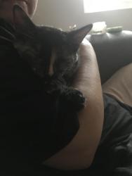 Lost Female Cat last seen Palm Ave, San Diego, CA 92154