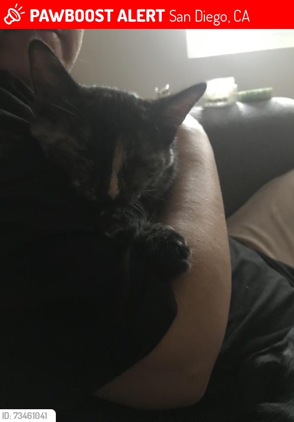 Lost Female Cat last seen Palm Ave, San Diego, CA 92154