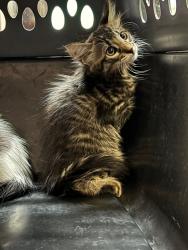 Shelter Stray Female Cat last seen Bexar County, 3353 Morningside Dr, New Braunfels, TX 78132, USA