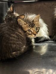 Shelter Stray Male Cat last seen Bexar County, 3353 Morningside Dr, New Braunfels, TX 78132, USA