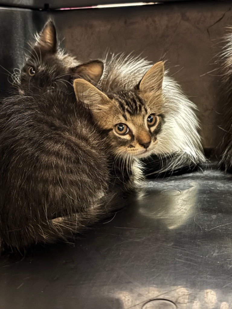 Shelter Stray Male Cat last seen Bexar County, 3353 Morningside Dr, New Braunfels, TX 78132, USA