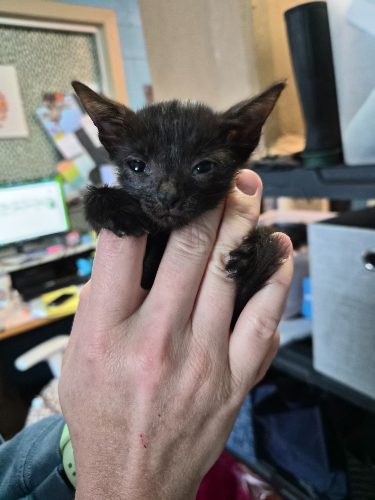 Shelter Stray Male Cat last seen Bexar County, 3353 Morningside Dr, New Braunfels, TX 78132, USA