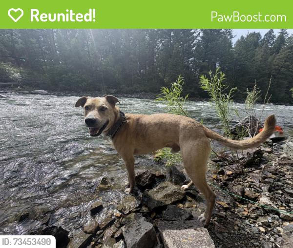 Reunited Male Dog last seen Fox Hollow Trail, Pequea, PA 17565