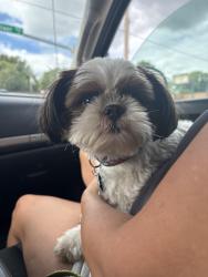 Found/Stray Male Dog last seen Pawnee and Rock, Wichita, KS 67210
