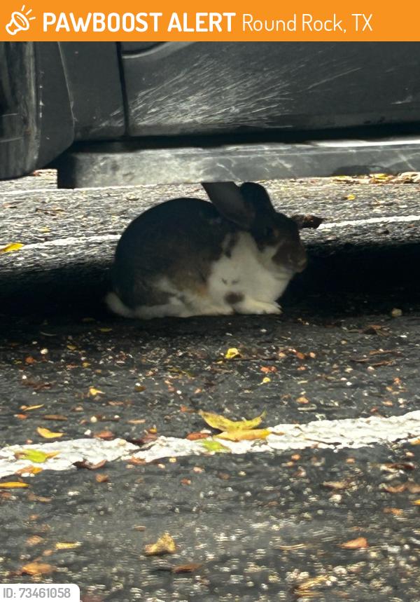 Found/Stray Unknown Rabbit last seen Round rock housing authority, Round Rock, TX 78664