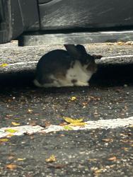 Found/Stray Unknown Rabbit last seen Round rock housing authority, Round Rock, TX 78664