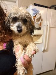 Found/Stray Male Dog last seen Lansing Street and Wildrye Ct (McSweeny Farms), Hemet, CA 92543