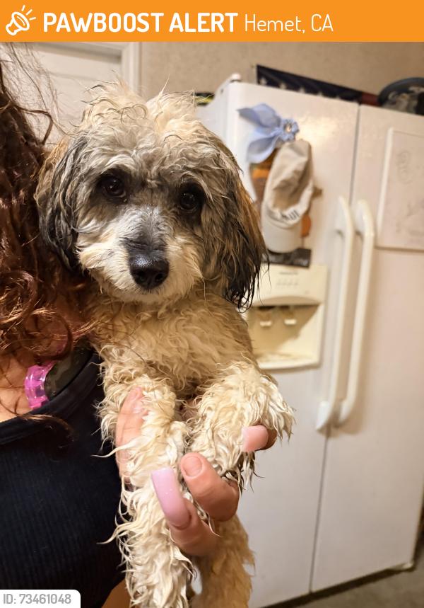 Found/Stray Male Dog last seen Lansing Street and Wildrye Ct (McSweeny Farms), Hemet, CA 92543